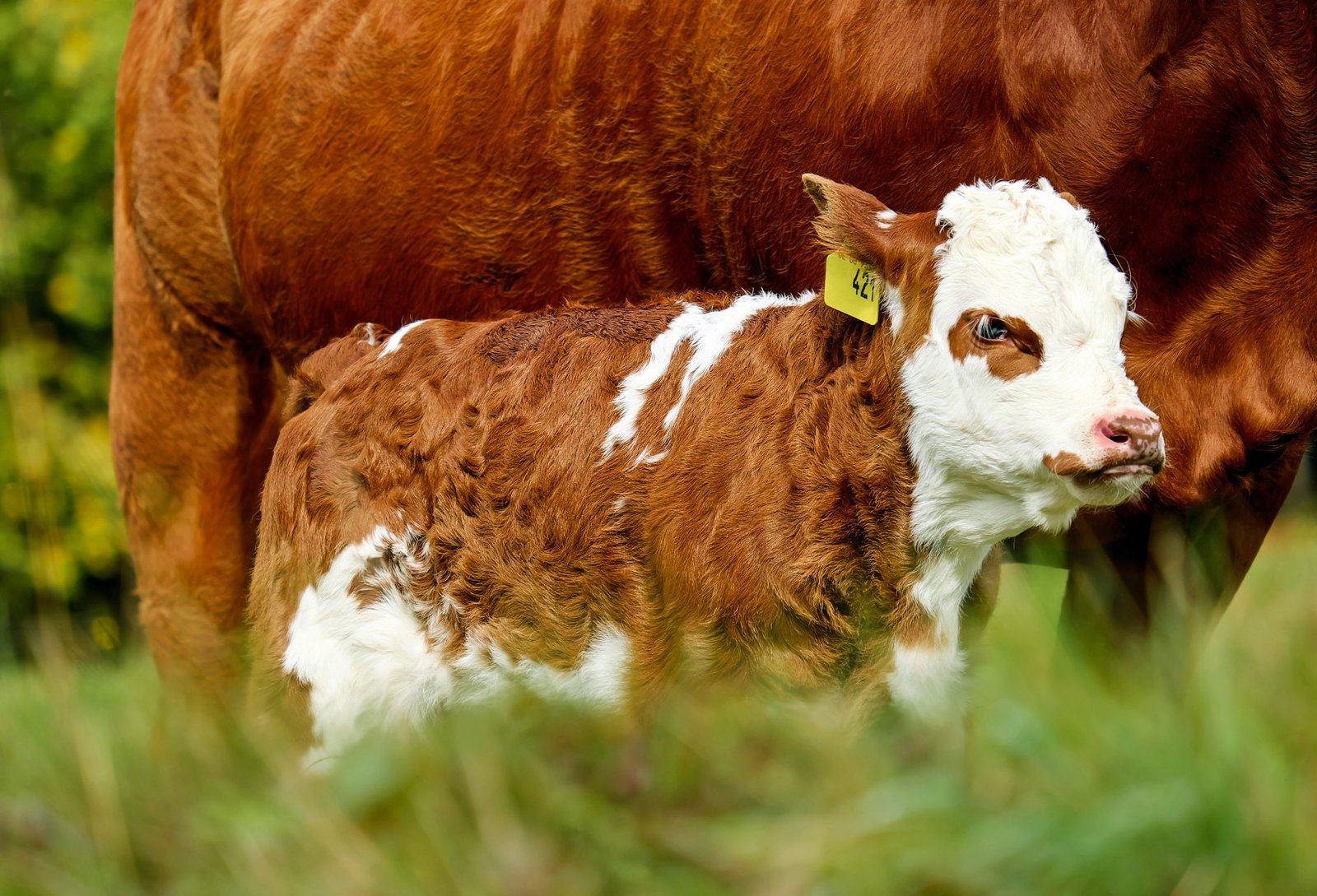 Você está visualizando atualmente BIOTÉCNICAS APLICADAS NA REPRODUÇÃO BOVINA